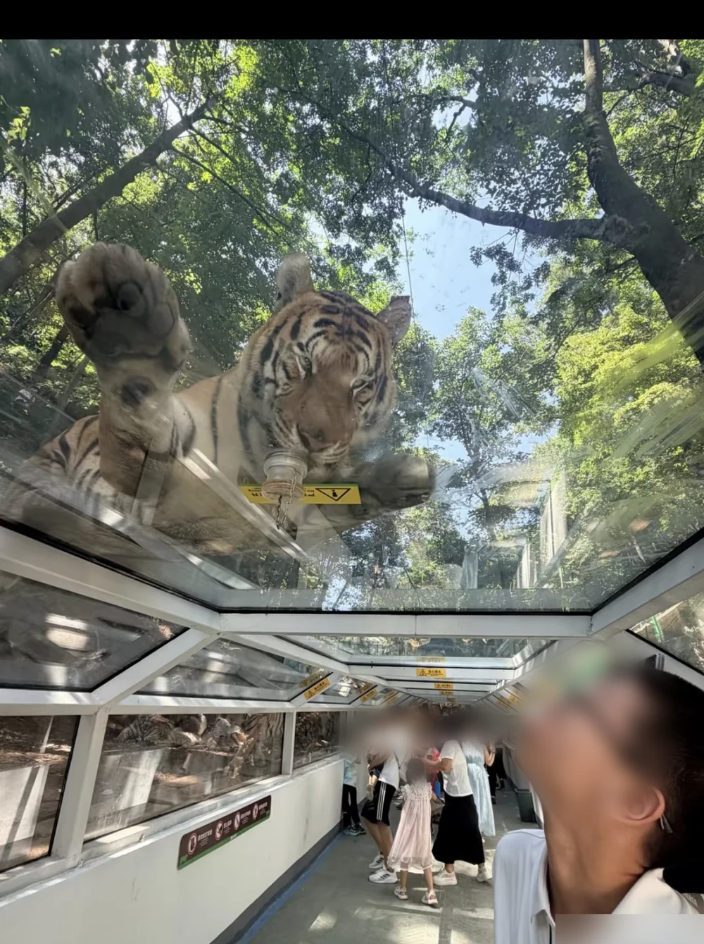 A photo taken inside a zoo's glass walkway: a tiger lies on the glass ceiling directly overhead while visitors look up from inside the tunnel