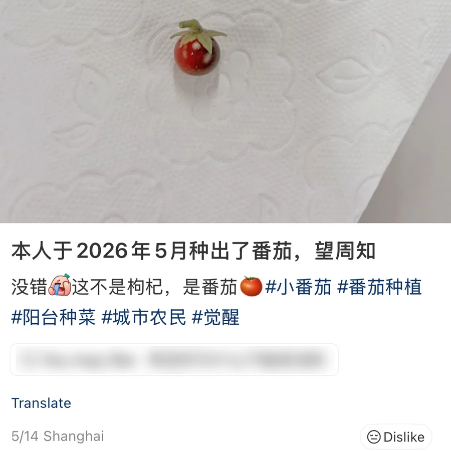 A post showing one cherry tomato, the size of a goji berry, resting on a folded tissue in someone's palm; the caption reads 本人于2026年5月种出了番茄，望周知; username blurred, 43.8K likes — 望周知 (wang zhou zhi)